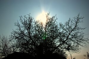 Sonnenball hinter Ästen eines Baumes