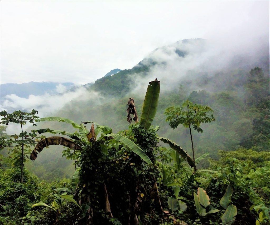 tropischer Regenwald